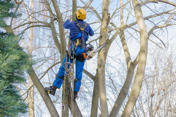 Best Seasonal Cleanup (Spring/Fall)  in Vernon Hls, IL